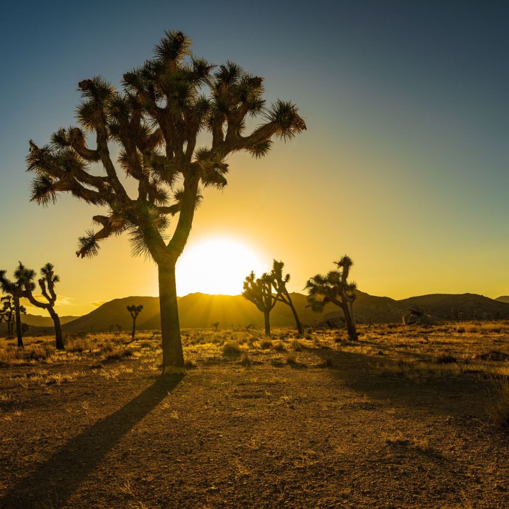 Joshua Tree National Park, California, tree with a sunsetting over the mountains in the background